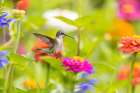 Ruby-throated hummingbird Art Print